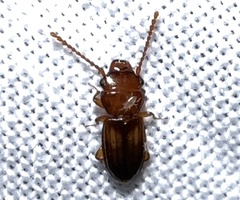 Laemophloeus terminalis