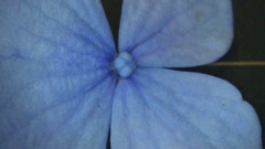 Hydrangea macrophylla