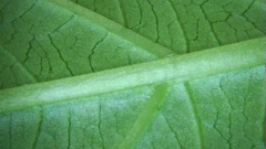 Hydrangea macrophylla