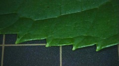 Hydrangea macrophylla