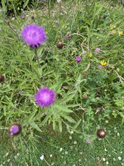Centaurea