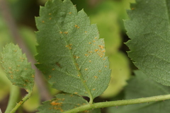 Phragmidium fusiforme