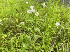 Erigeron annuus