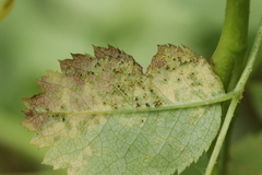 Phragmidium fusiforme