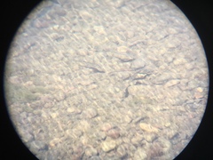 Richardsonius egregius