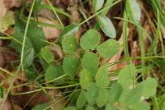 Phragmidium fusiforme