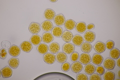 Phragmidium fusiforme