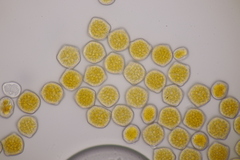 Phragmidium fusiforme