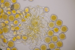 Phragmidium fusiforme