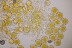 Phragmidium fusiforme