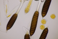 Phragmidium fusiforme