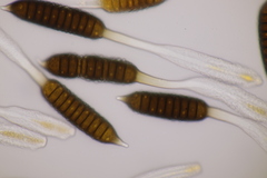 Phragmidium fusiforme