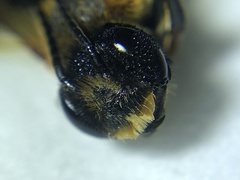 Megachile