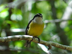 Coereba flaveola caboti