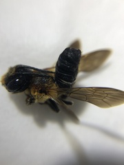 Megachile