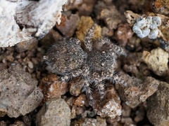Aelurillus lucasi