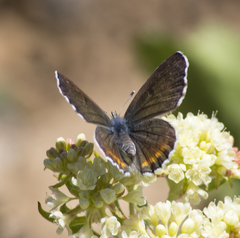 Euphilotes ancilla