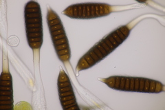 Phragmidium fusiforme