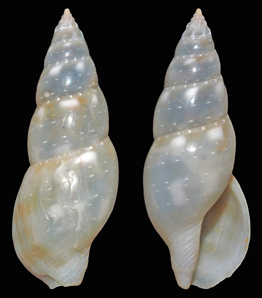 Daphnella rissoides