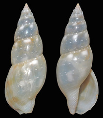 Daphnella rissoides