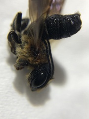 Megachile