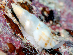 Daphnella rissoides