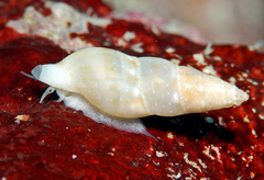 Daphnella rissoides