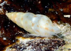 Daphnella rissoides