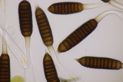 Phragmidium fusiforme