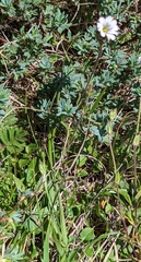 Cerastium arvense strictum