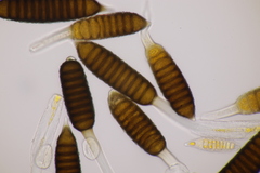 Phragmidium fusiforme