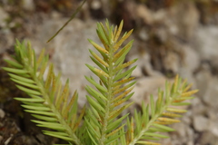 Chrysomyxa rhododendri