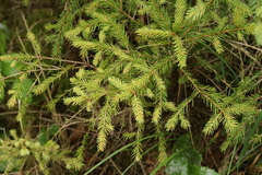 Chrysomyxa rhododendri