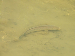 Channa striata