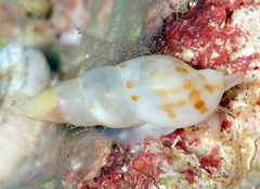 Daphnella rissoides