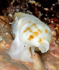 Daphnella rissoides