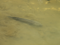 Channa striata