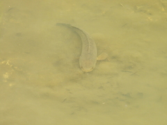 Channa striata