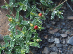 Hypericum nagasawae