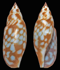 Diaugasma olyra