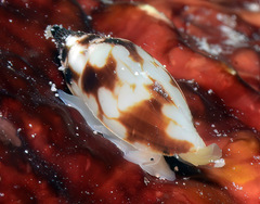 Diaugasma olyra