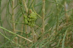 Haloxylon