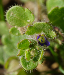 Veronica triloba