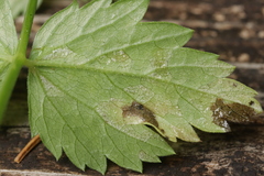 Plasmopara pimpinellae