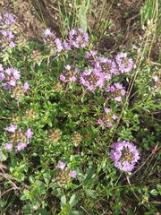 Thymus bashkiriensis