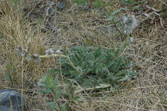Phacelia mollis
