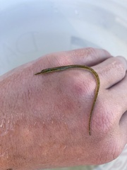 Syngnathus fuscus