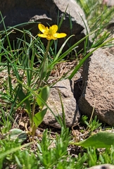 Ranunculus glaberrimus ellipticus