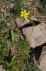 Ranunculus glaberrimus ellipticus