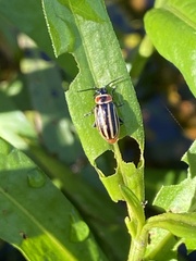 Disonycha pensylvanica